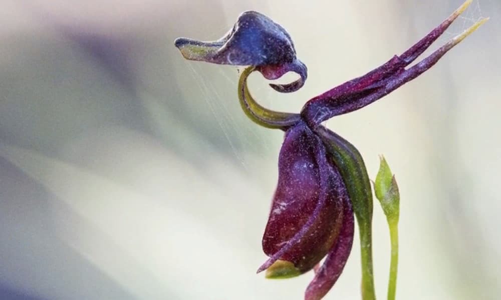 Орхидея уточка - Калеана