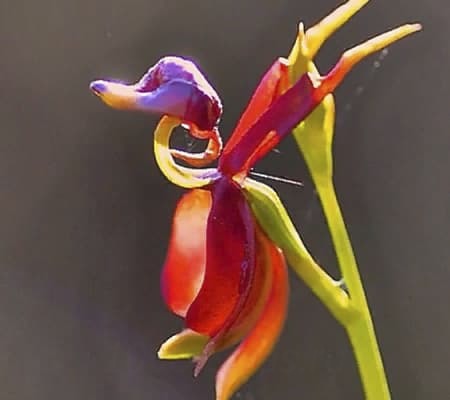 Орхидея уточка1