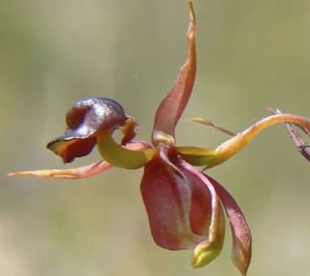 Орхидея уточка5