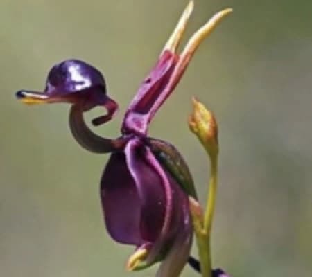 Орхидея летящая уточка6