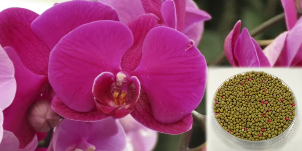 Осмокот — удобрение для роста и пышного цветения орхидей