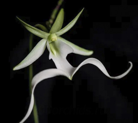орхидея призрак10