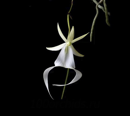 орхидея призрак7
