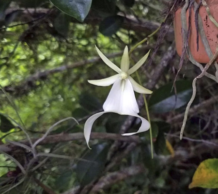 орхидея призрак9