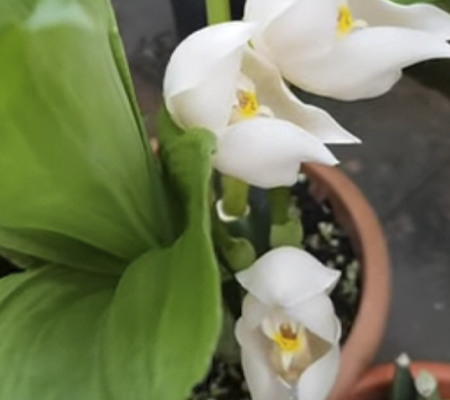 Орхидея Запеленованные младенцы