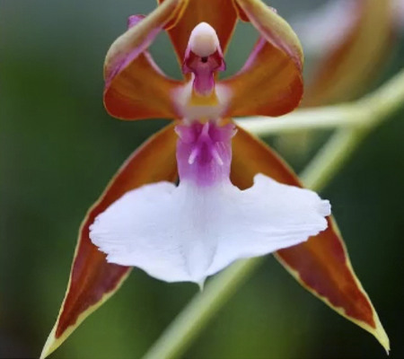 Орхидея балерина1
