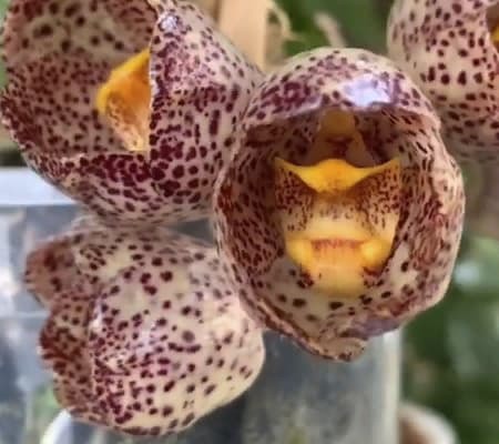 Орхидея голубь пятнистая
