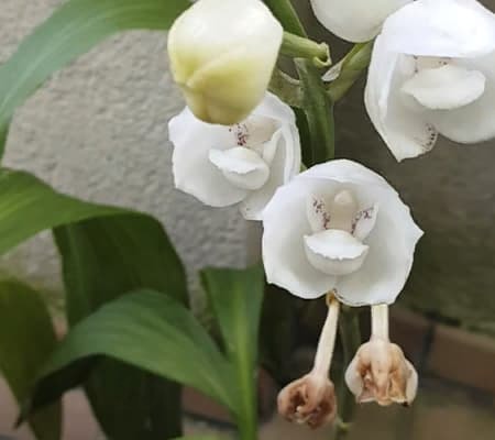 Орхидея голубь4