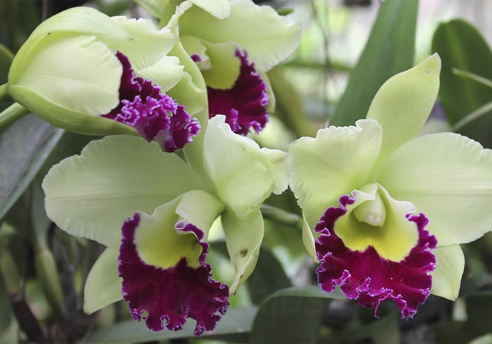 Орхидея каттлея 4