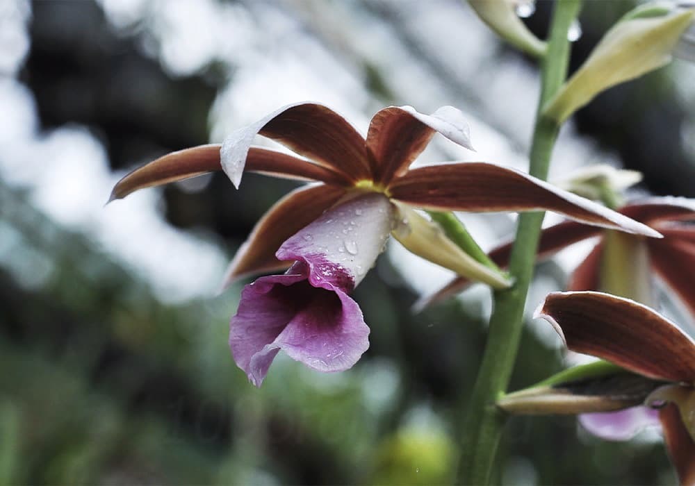 Природная орхидея каттлея