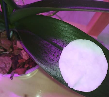 Протирать листья орхидеи ватным диском