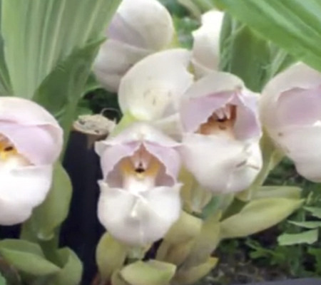 Орхидея младенец в пеленке