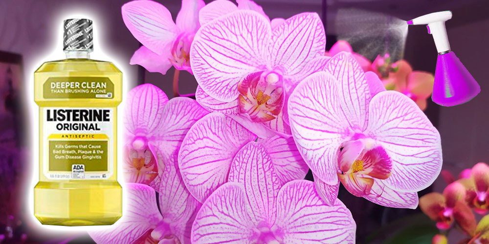 Листерин для орхидей