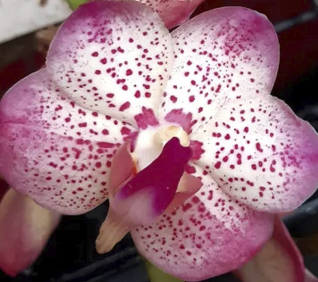 Aeridovanda орхидея
