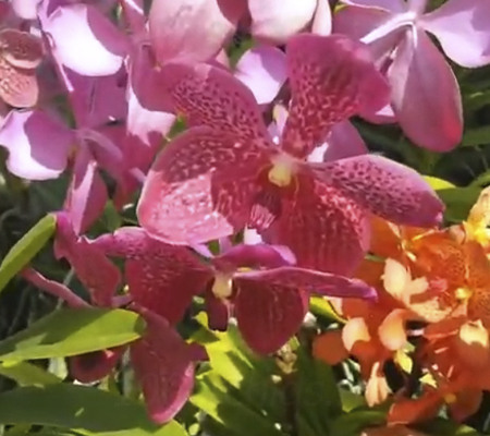 Aranda орхидея