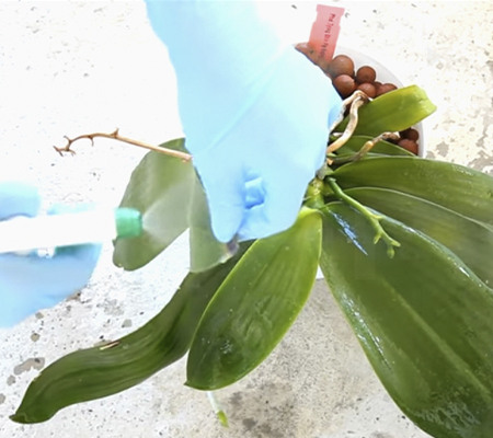 Обработка орхидеи Листерином