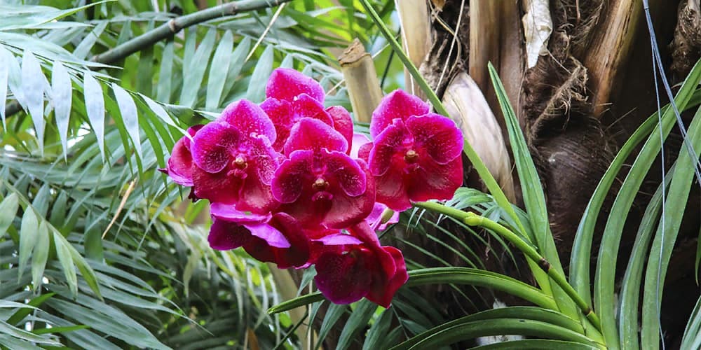 Орхидея Ванда 1
