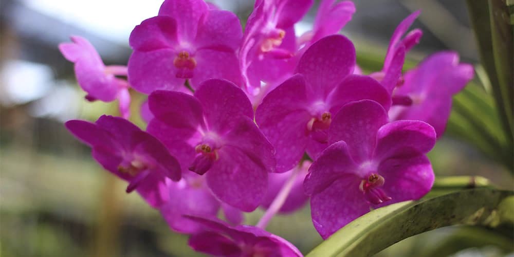 Орхидея Ванда 5