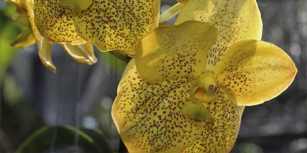 Орхидея Ванда 6