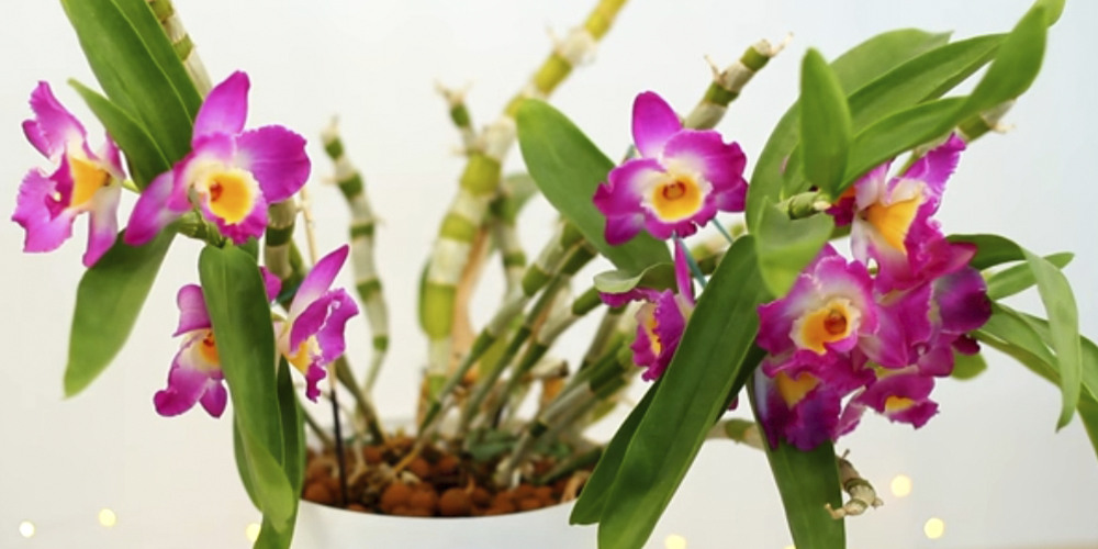 Дендробиум Нобиле – орхидея для начинающих! Тонкости пересадки и ухода. | Терра Дома | Дзен