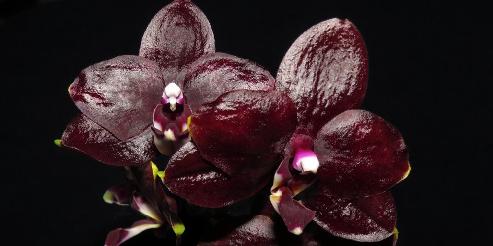 Черные орхидеи1