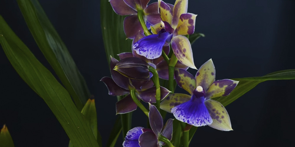 Орхидея Зигопеталум2