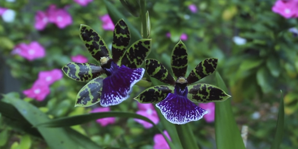 Орхидея Зигопеталум5