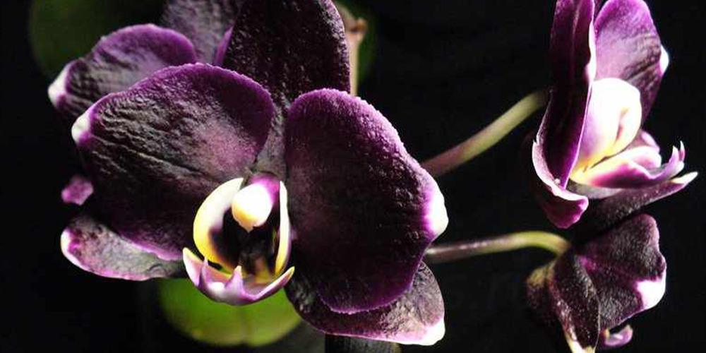 Phalaenopsis Black Prince