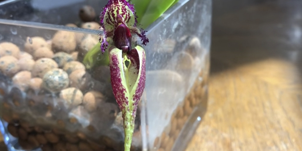 Bulbophyllum Fascinator