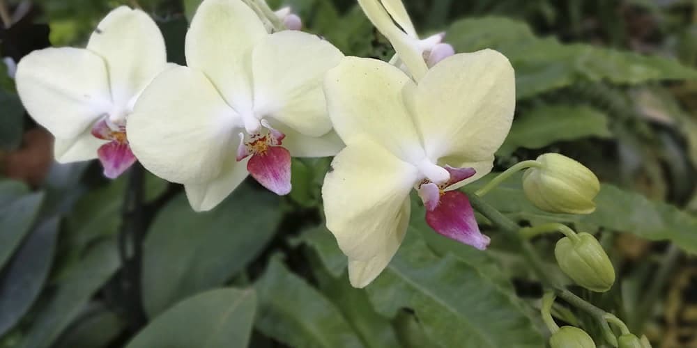 Главные правила по уходу за орхидеями