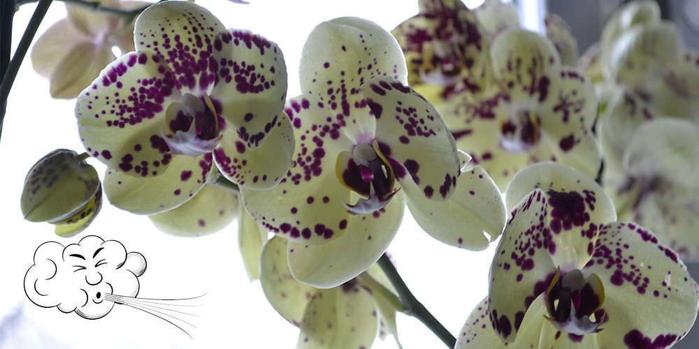 Орхидеи и сквозняки
