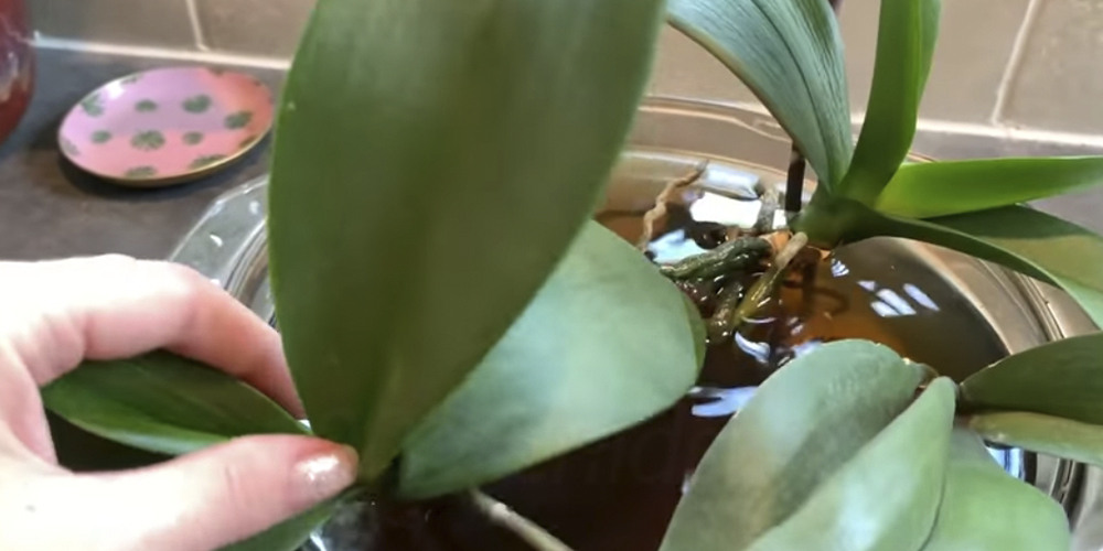 Орхидеи замачиваются в чае