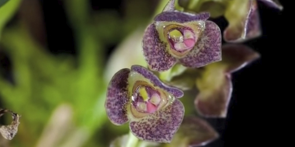 самые маленькие орхидеи в мире