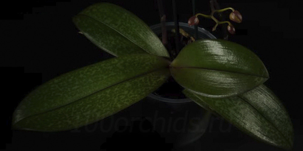 Листья орхидеи Парфюмерная фабрика1