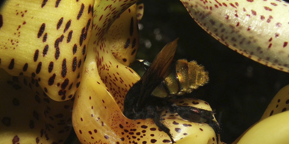 Пчела на орхидее