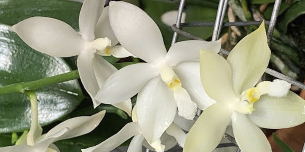 Орхидея фаленопсис тетраспис