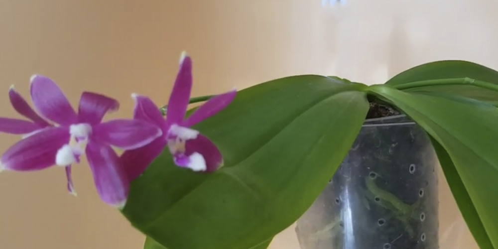 Орхидея фаленопсис тетраспис1