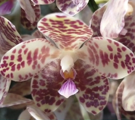 Орхидея гигантея