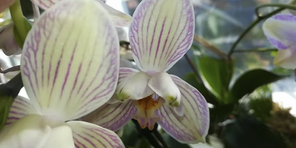 Орхидея с мутацией трилипс
