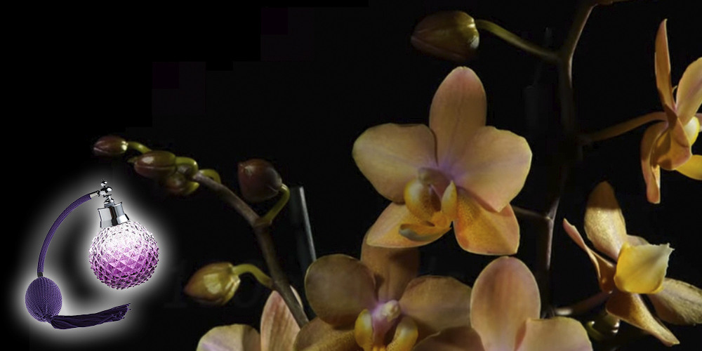 Орхидея сорт Парфюмерная фабрика1