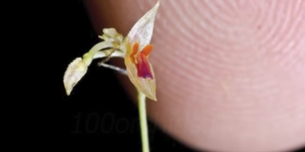 Самые маленькие орхидеи1