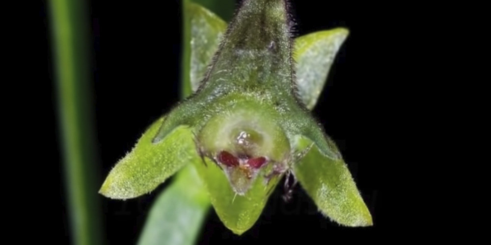 Самые маленькие орхидеи12