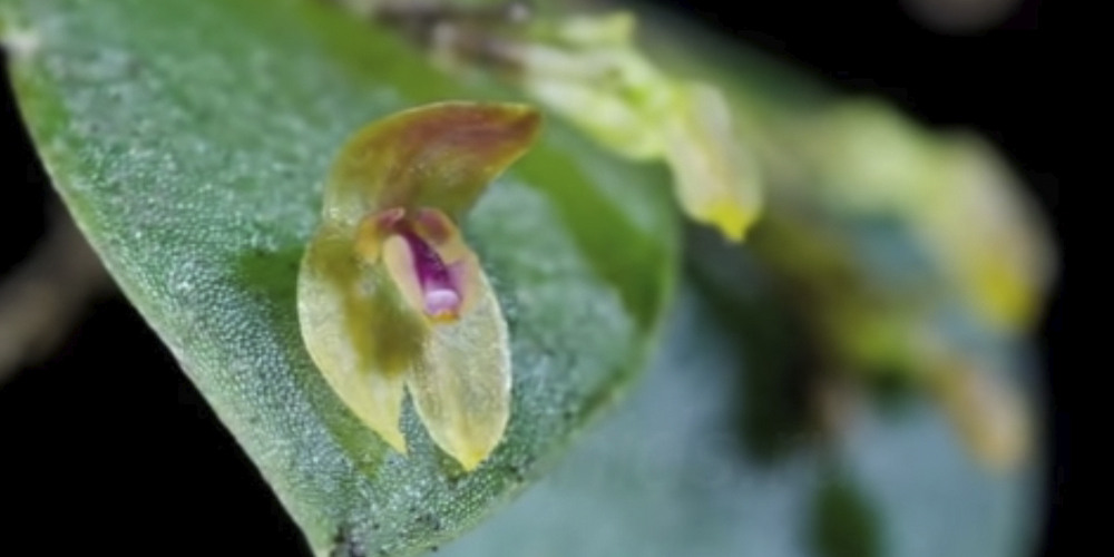 Самые маленькие орхидеи5