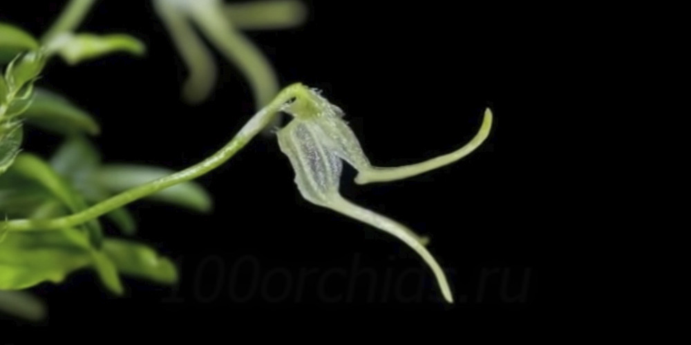 Самые маленькие орхидеи7