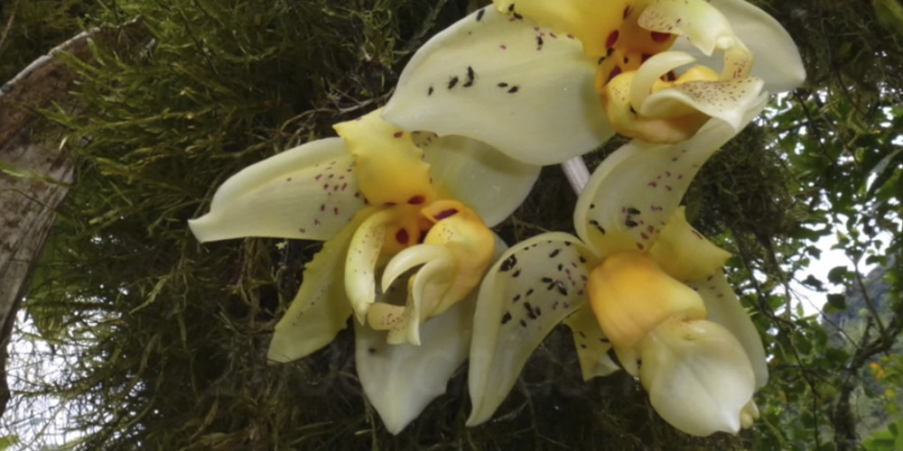 орхидея Стангопея10