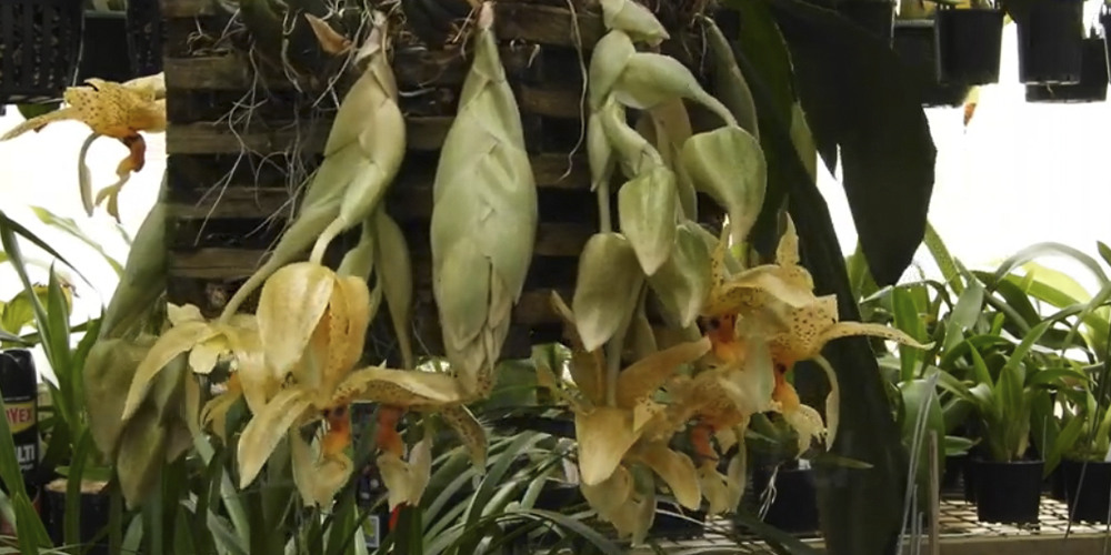 орхидея Стангопея3