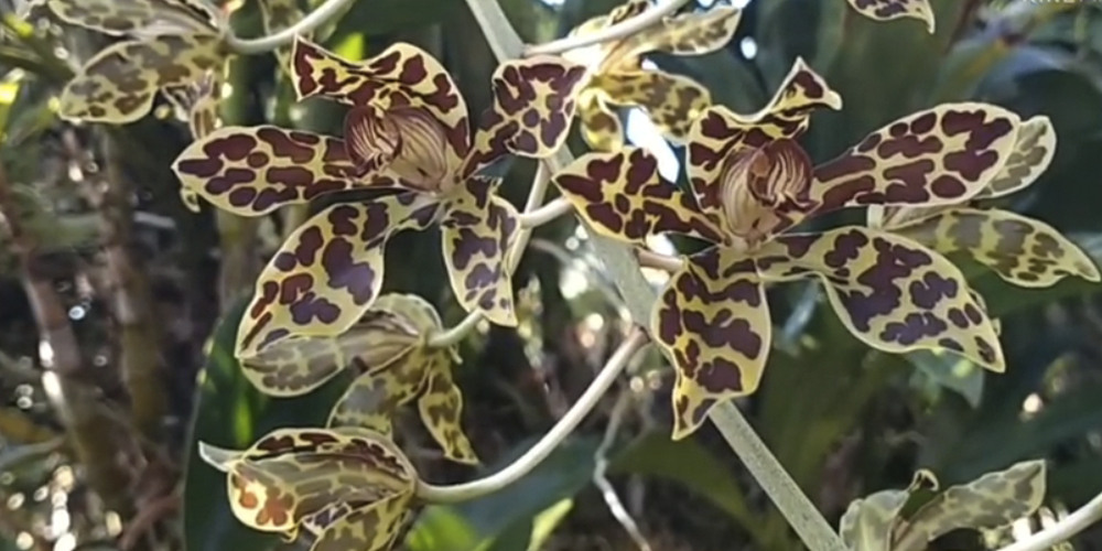 Tigrovaya orhideya 4