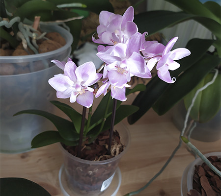 mini orhideya