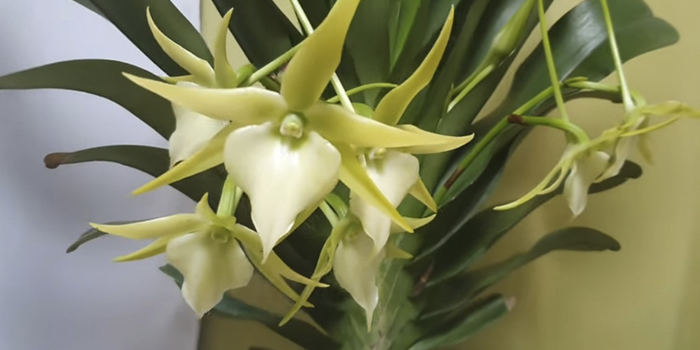 Ангрекум - уход, размножение орхидеи Angraecum