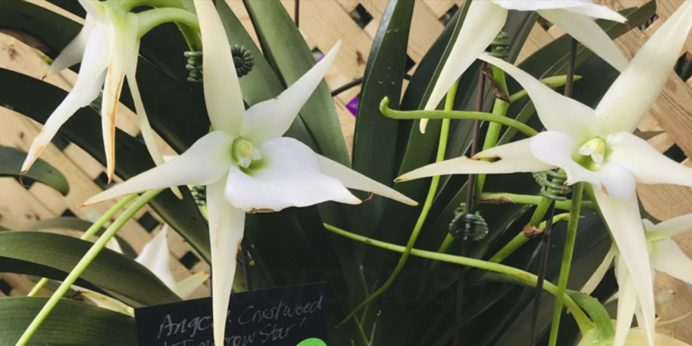 Орхидея ангрекум Уход в домашних условиях Адаптация после покупки Как пересаживать Фото
